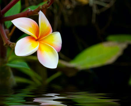 Plumeria (frangipani) on green background.の写真素材