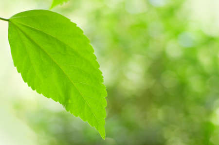 Green spring foliage. Shallow DOF.の写真素材
