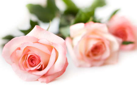beautiful pink roses on whiteの写真素材