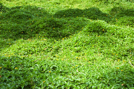 Spring green leaves. Shallow DOF.の写真素材