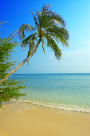Palmtree on the tropical beach.の写真素材