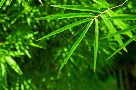 Green spring foliage. Shallow DOF.の写真素材