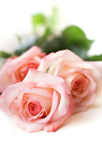 beautiful pink roses on whiteの写真素材
