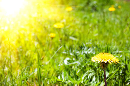 summer dandelions bright sunny backgroundの写真素材