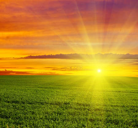 Beautiful sunset in green meadowの写真素材