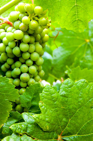 young green grape on vineの写真素材