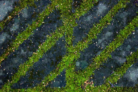 Abstract autumn background. Moss and stone.の写真素材