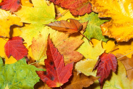 autumn colorful maple leaves backgroundの写真素材