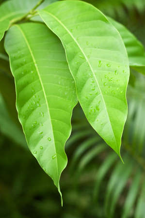 Spring green leaves. Shallow DOF.の写真素材