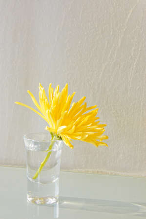 lonely yellow flower in glassの写真素材