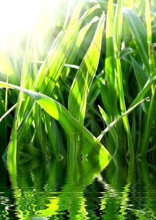 green grass in water in sunlightの写真素材