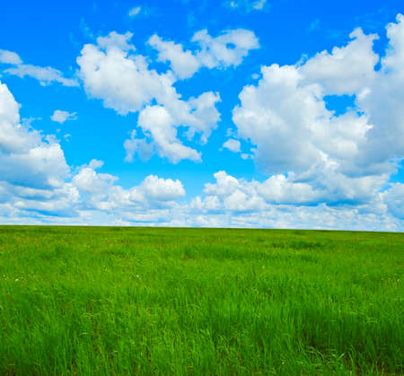 Beautiful summer landscape. Sky and grass.の写真素材