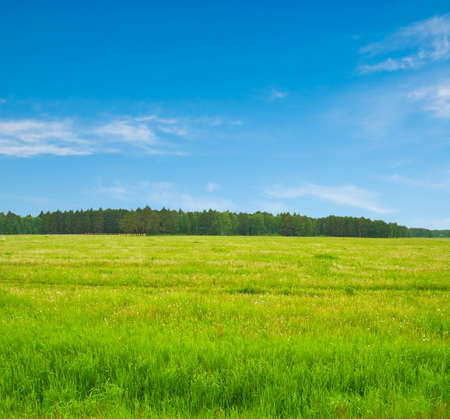 Spring landscape. Meadow, sky and forest.の写真素材