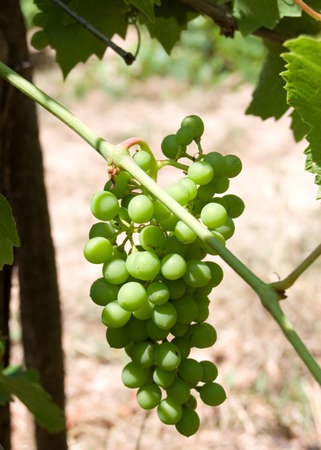 young green grape on vineの写真素材