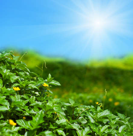 Beautiful summer landscape. Sky and grass.の写真素材