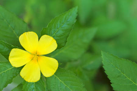 Yellow spring flower. Shallow DOF.の写真素材