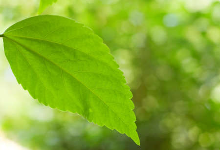 Green spring foliage. Shallow DOF.