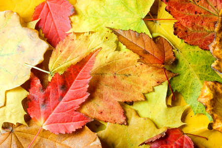 autumn colorful maple leaves backgroundの写真素材