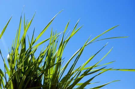grass and sky beautiful backgroundの写真素材