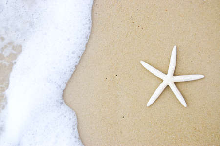 starfish on the beautiful beachの写真素材