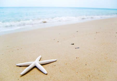 starfish on the beautiful beachの写真素材