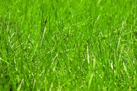 green grass background front viewの写真素材