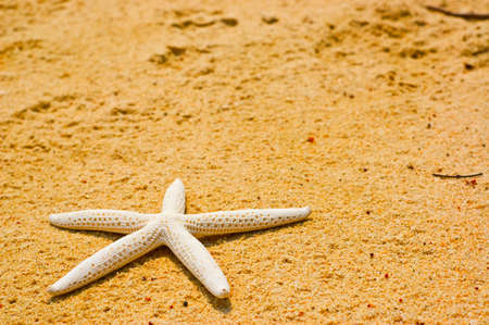 Starfish on the beautiful beach.の写真素材
