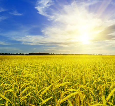Yellow rye field. Autumn landscape.の写真素材