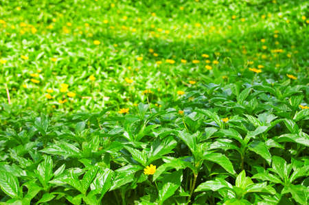 Green summer foliage. Floral background.の写真素材