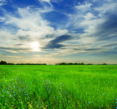 Summer landscape. Field and sky.の写真素材