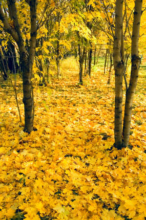 Yellow maple leaves. Autumn background.の写真素材