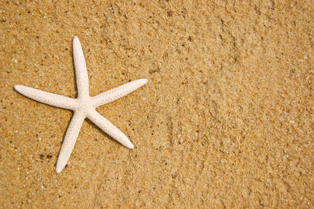Starfish on the beautiful beach.の写真素材