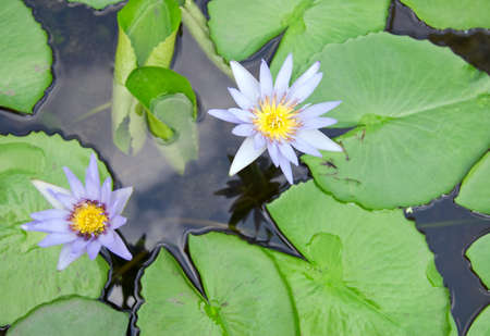 beautiful water lily in pondの写真素材
