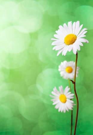 Daisy flowers on green background.の写真素材