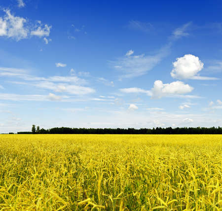 Yellow rye field. Autumn landscape.の写真素材
