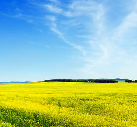 Summer landscape. Field and sky.の写真素材