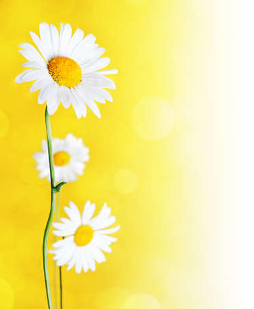 Daisy flowers on yellow background.の写真素材