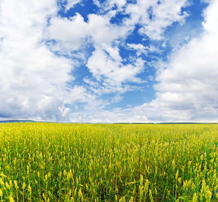 Yellow rye field. Autumn landscape.の写真素材
