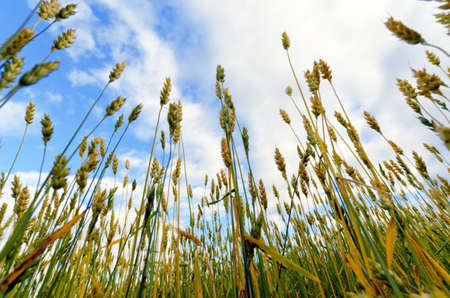 Yellow rye field. Close-up view.の写真素材