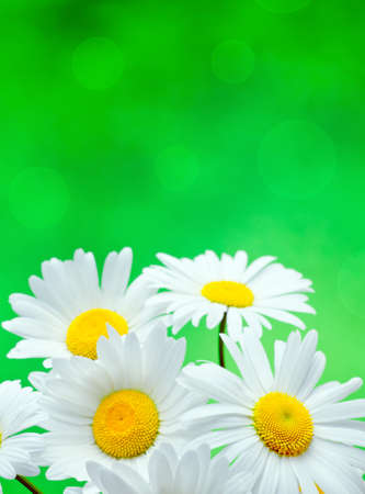 Daisy flowers on green background.の写真素材