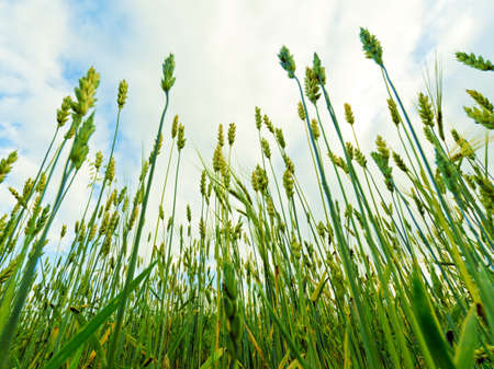 Green rye field. Close-up view.の写真素材