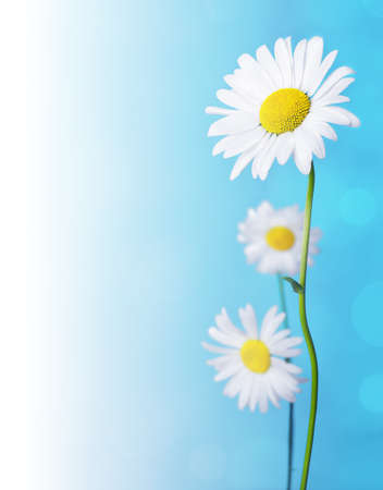 Daisy flowers on blue background.の写真素材