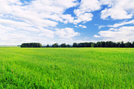 Summer landscape. Field and sky.の写真素材