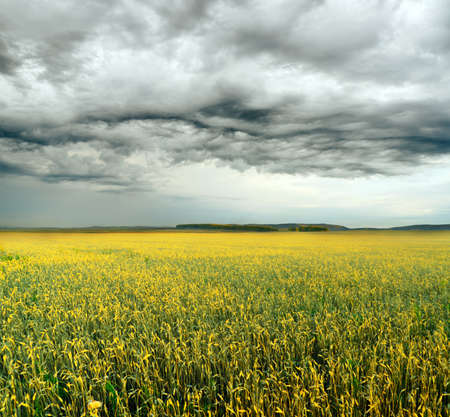 yellow rye field. autumn landscape.の写真素材