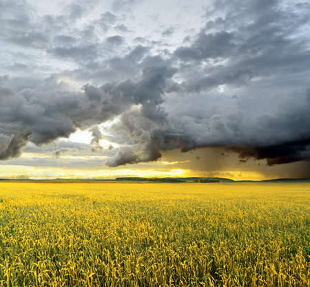 yellow rye field. autumn landscape.の写真素材