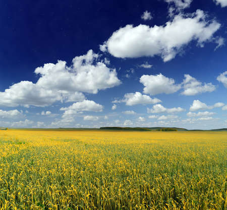 yellow rye field. autumn landscape.の写真素材