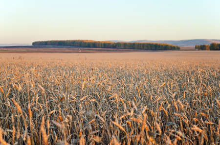 Yellow rye field. Autumn landscape.の写真素材