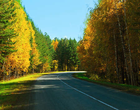 Road in golden autumn forest.