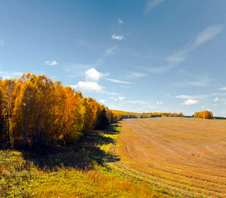 Yellow harvest field. Autumn landscape.の写真素材