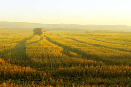 Morning harvesting. Autumn field landscape. の写真素材